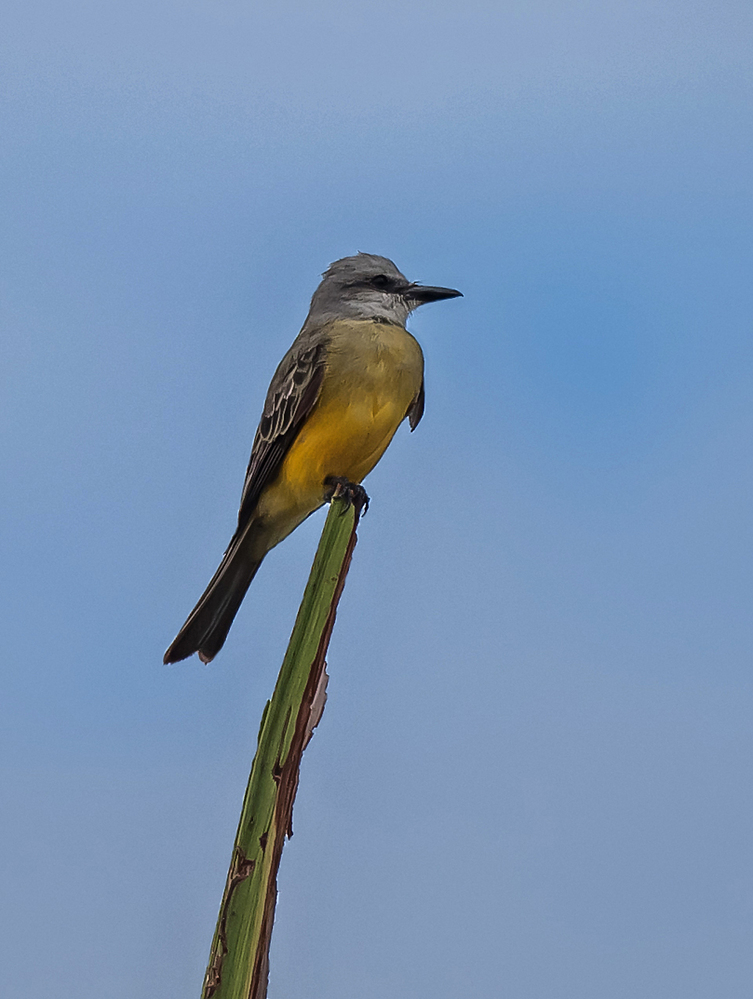Costa Rica Tropical Kingbird